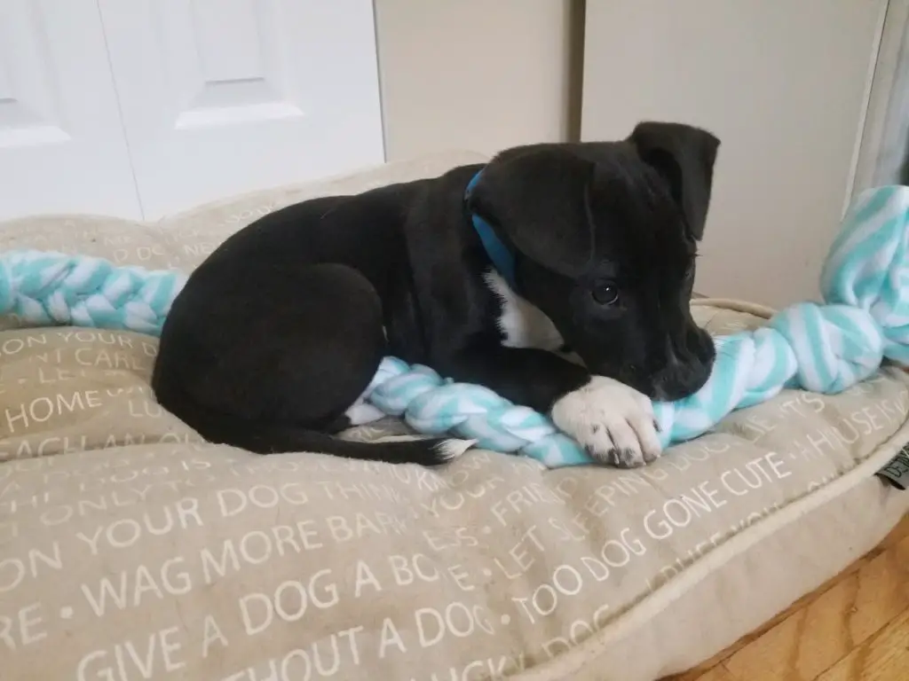 "Oliver" here loves the doggie bed.