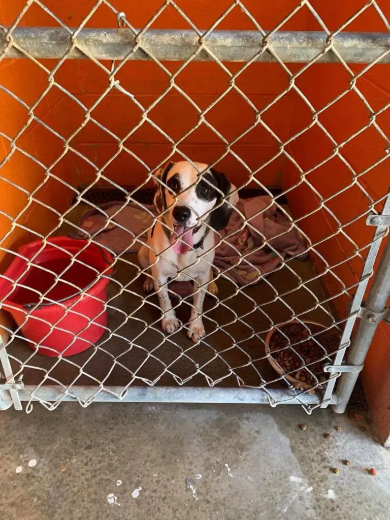 Freckles Sitting In A Shelter