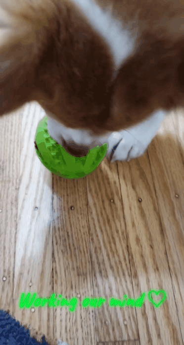 Exercising Your Dog's Mind: Remi using a treat dispensing toy