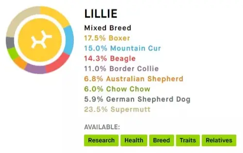 Lillie's Embark DNA results