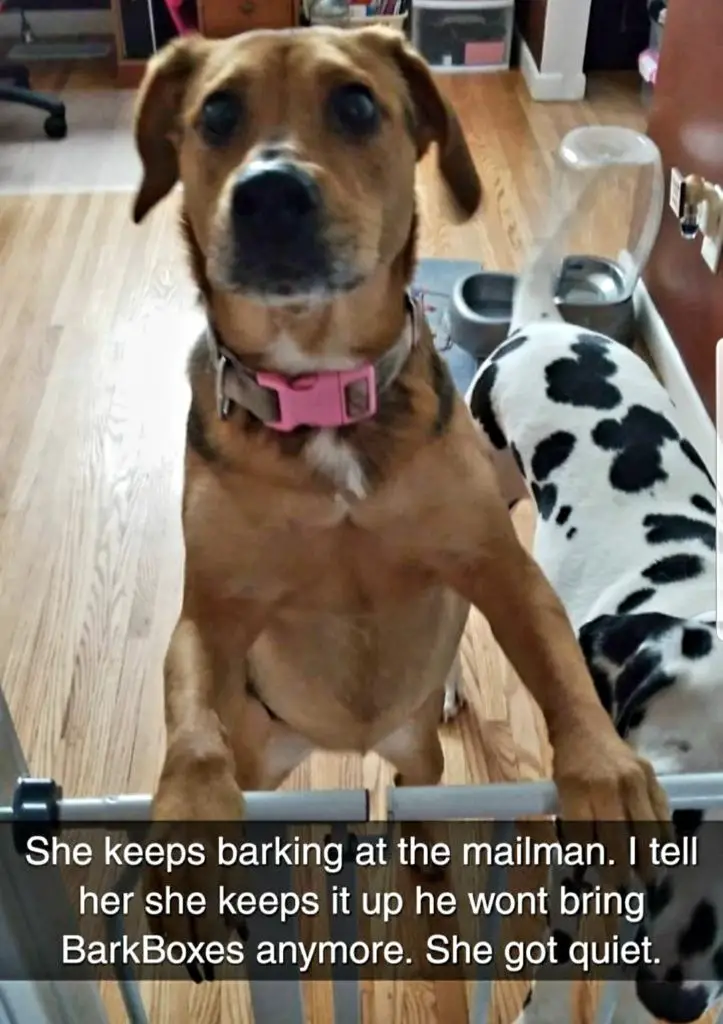 Puppy Behaviors: Barking
