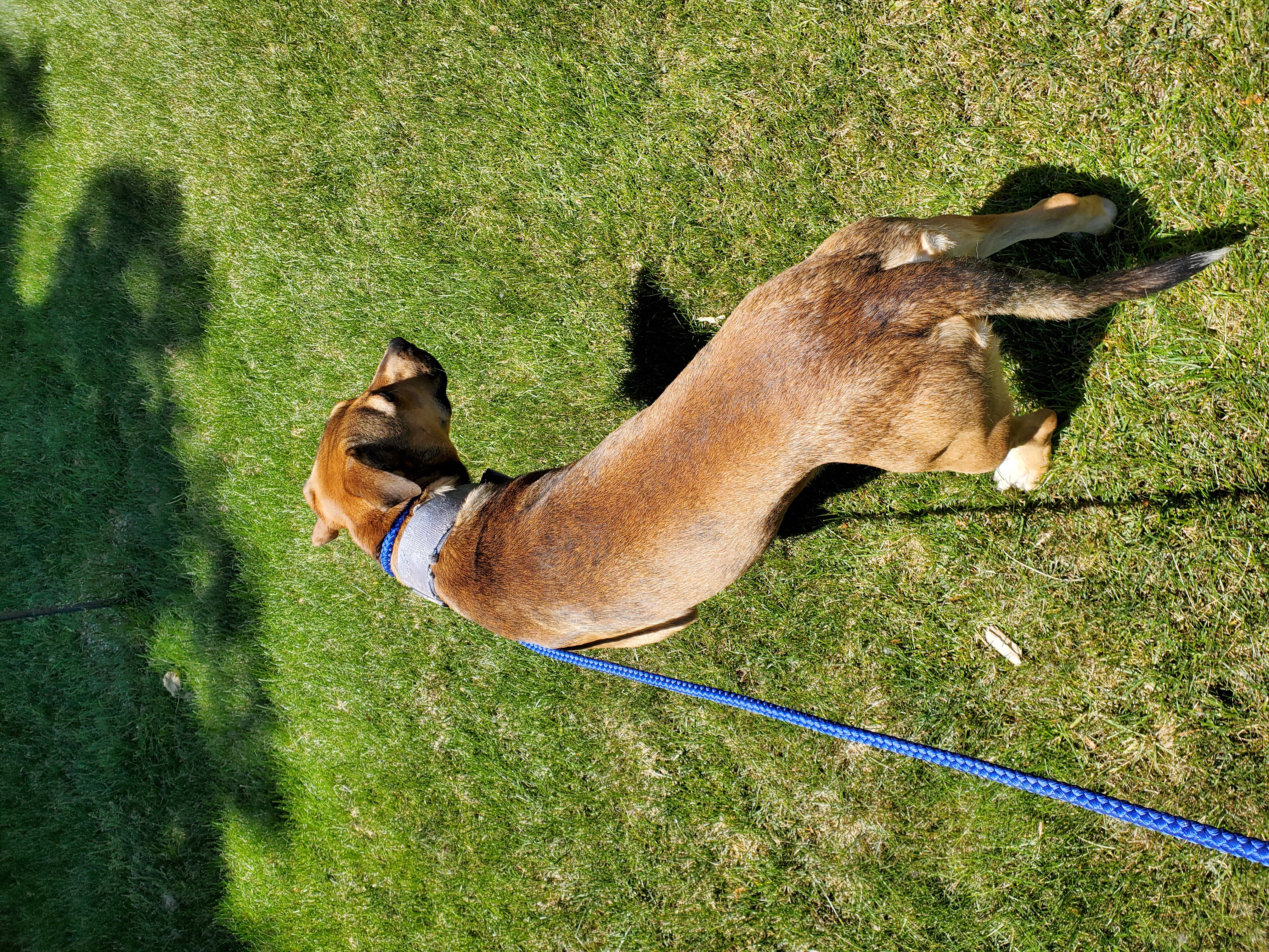 Leashed when outside