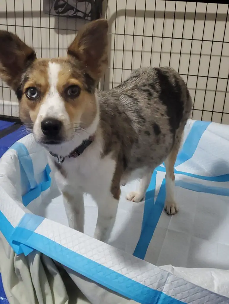 Pregnant Mama Dog in Whelping Pool