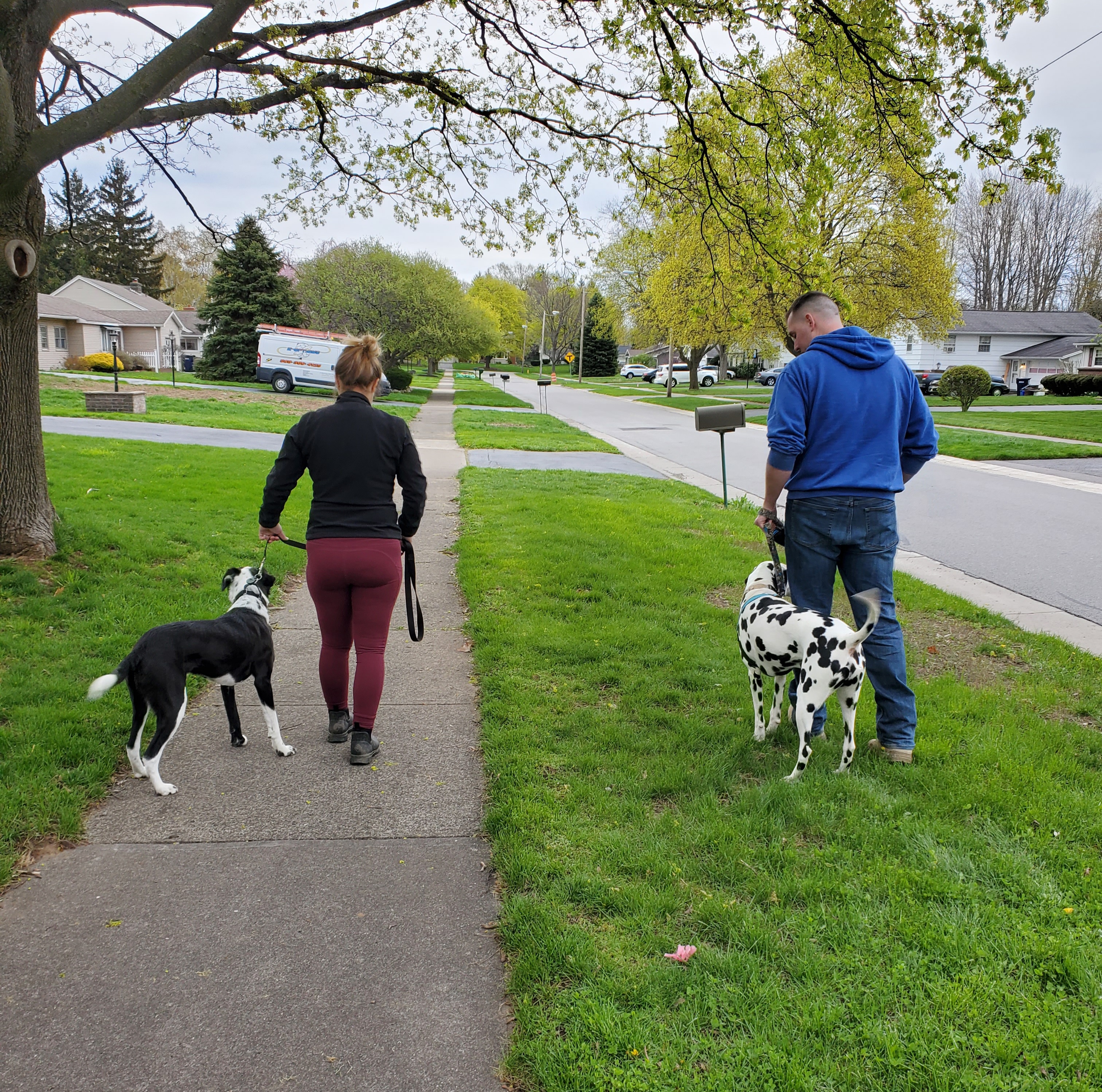 Introducing your foster dog: Closer parallel walk
