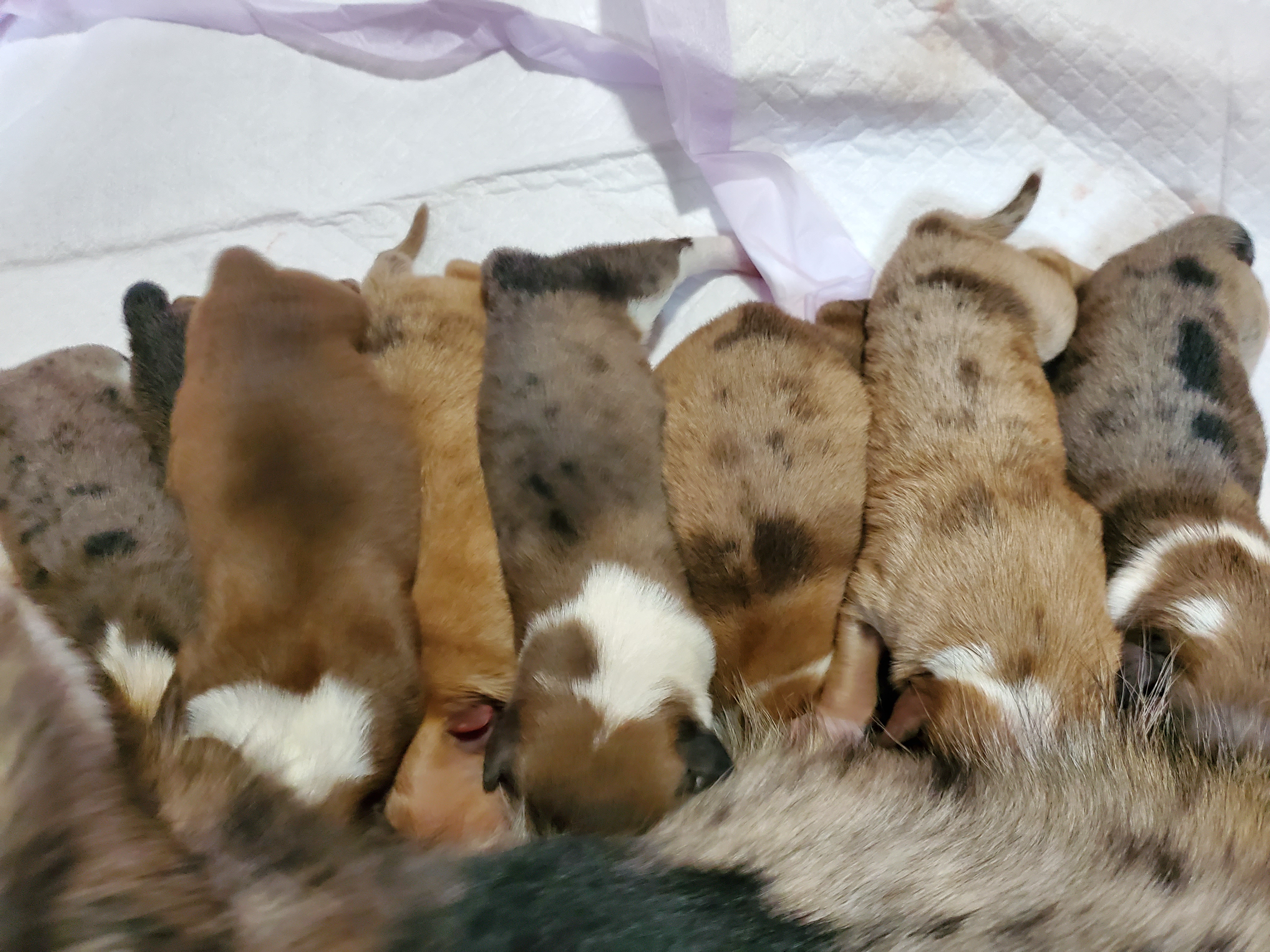 Litter of puppies