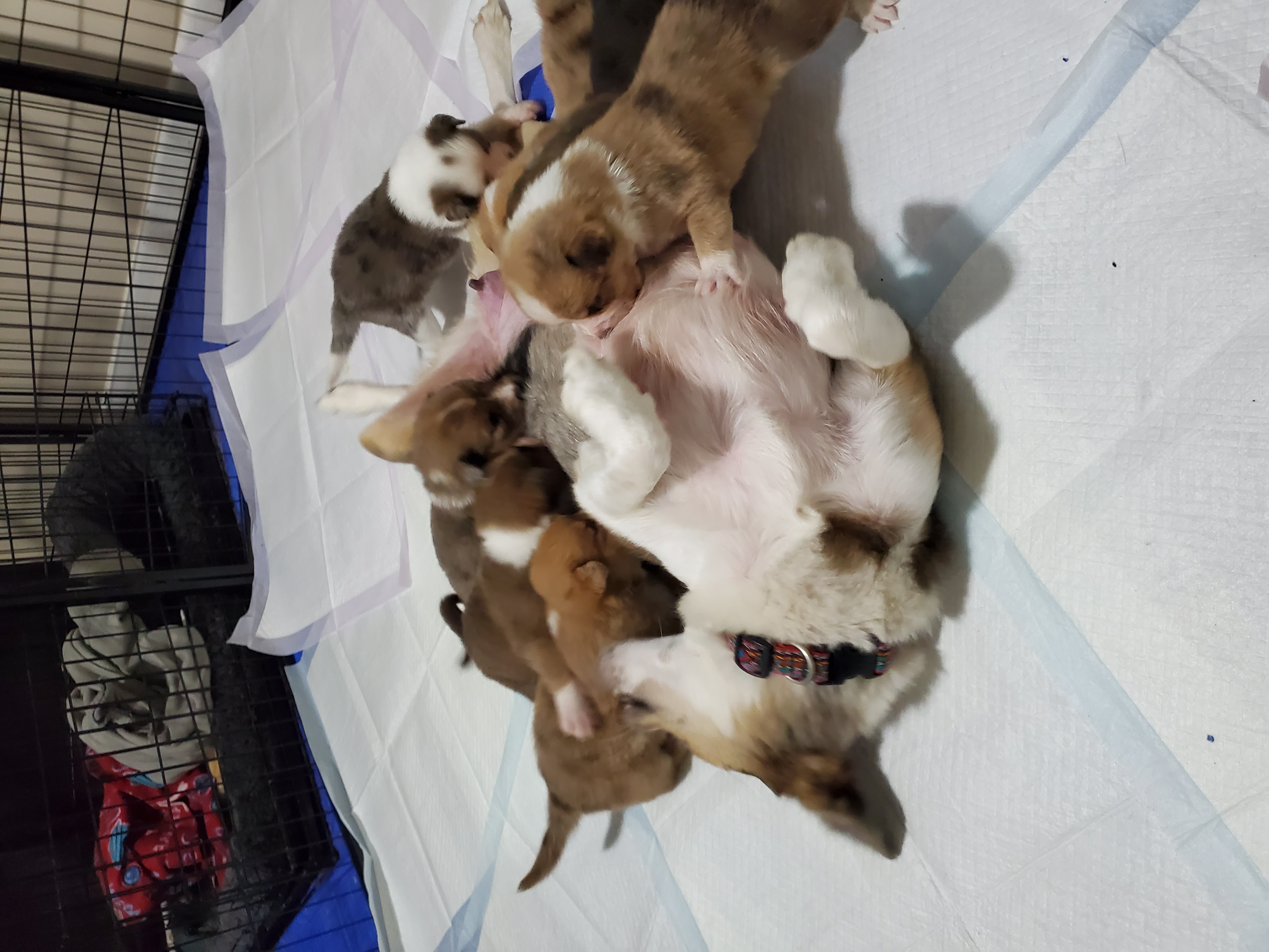 Whiskey and her litter of puppies