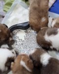 Litter of Puppies drinking formula