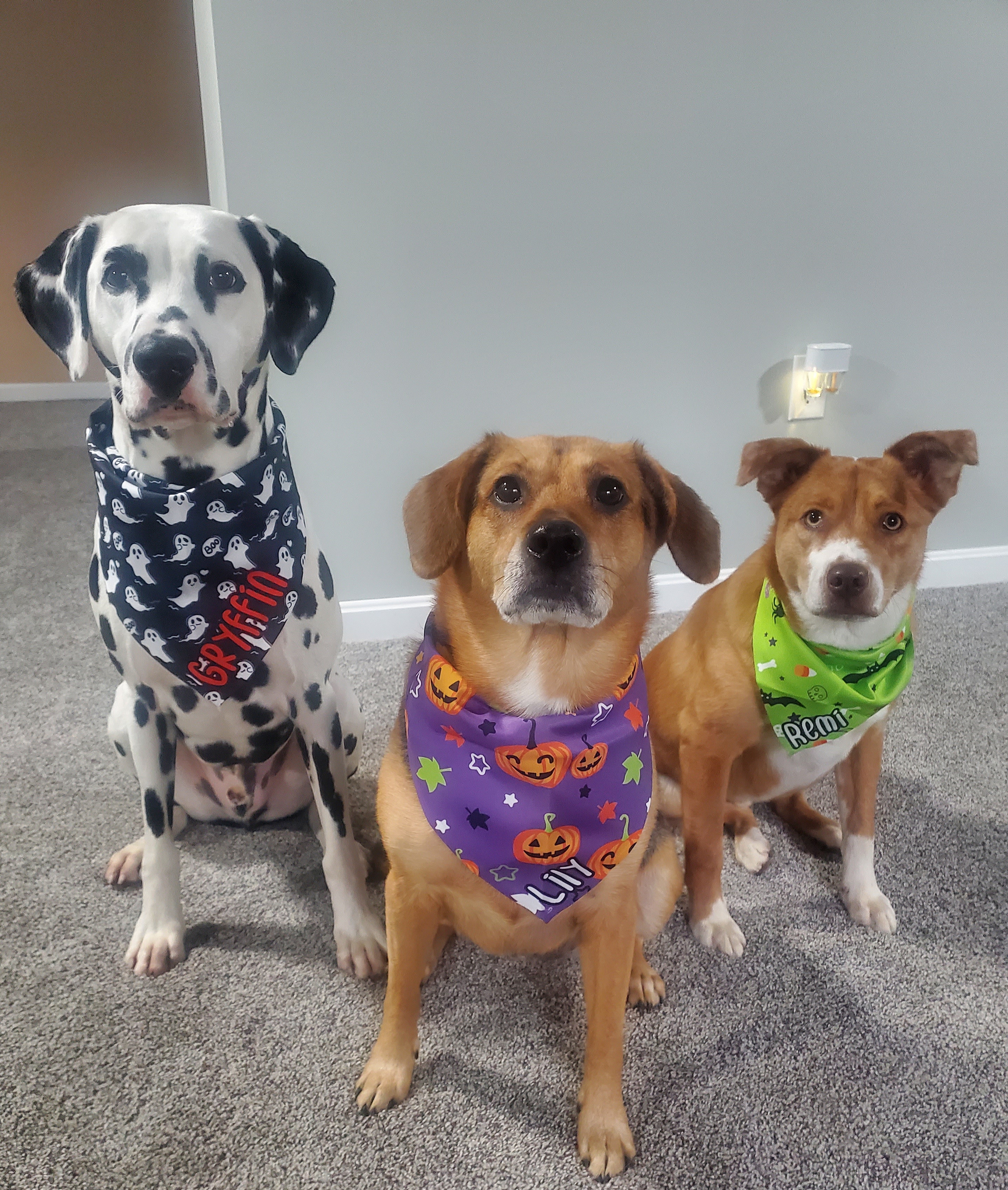 Lily, Gryffin, and Remi with Halloween bandanas