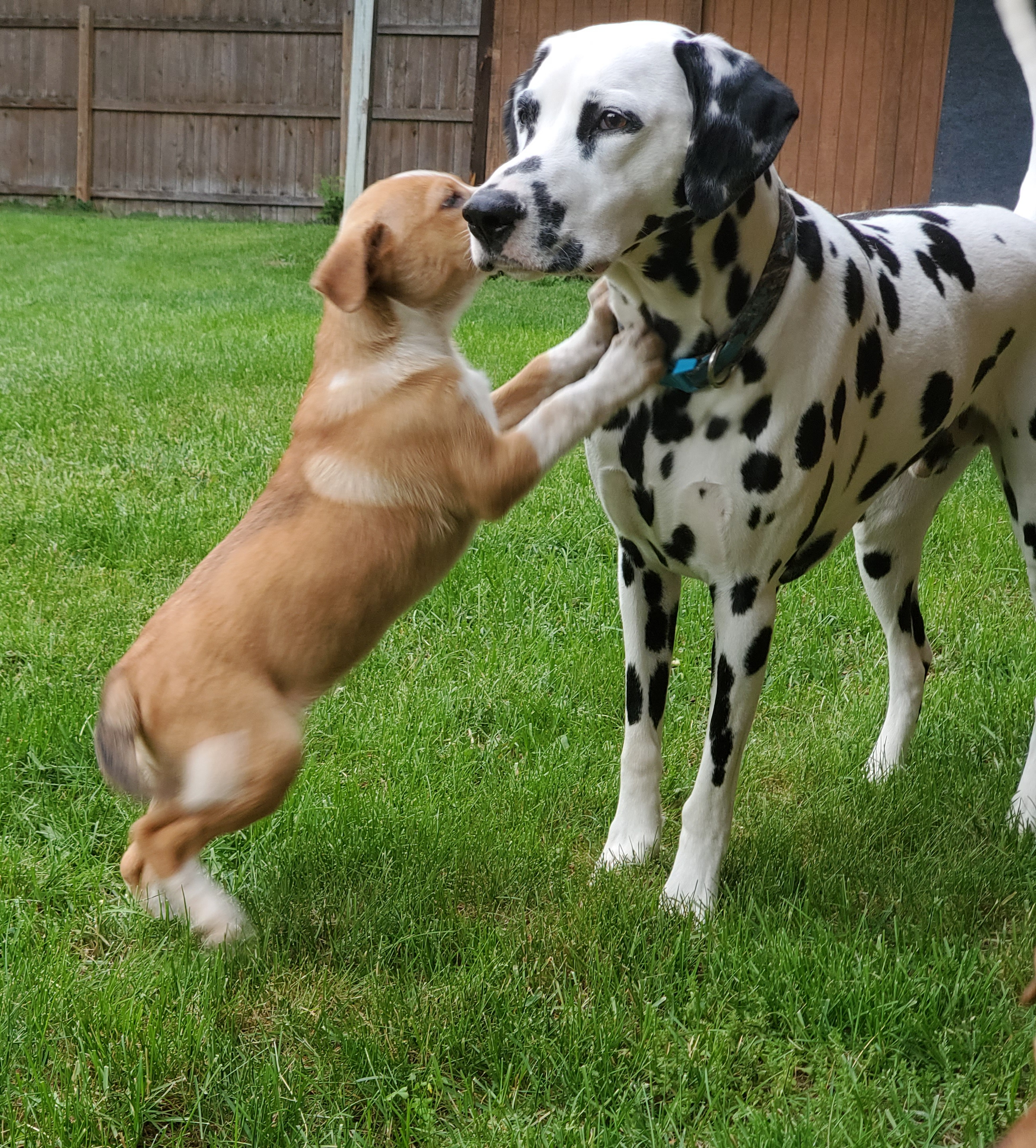 better option than the dog park: fostering