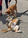 better option than the dog park: pack walk