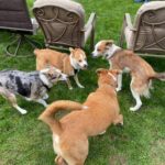 better option than the dog park: group play