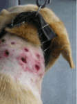 dangers of prong collars