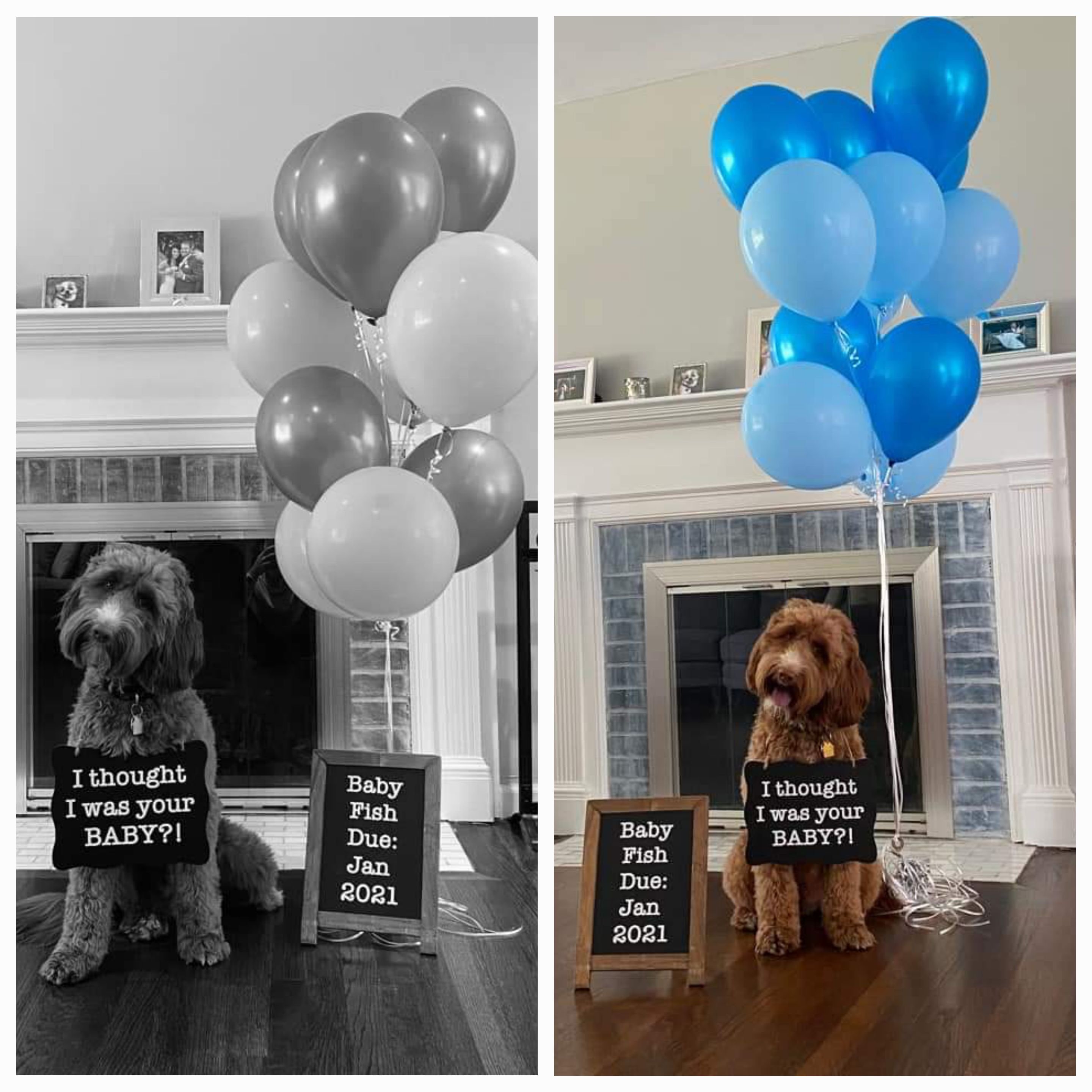 Ways To Include Your Dog In A Gender Reveal - A Confident Dog