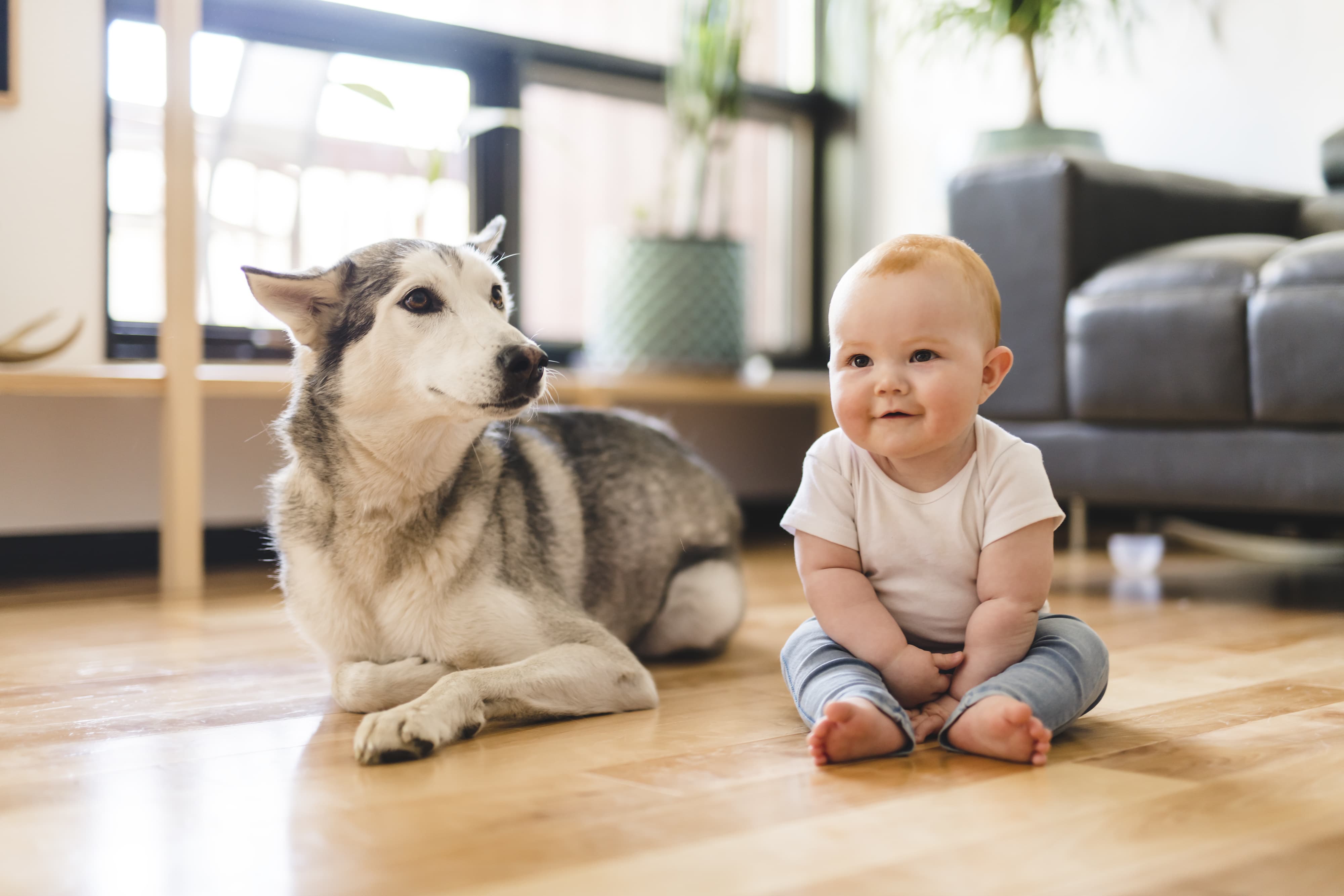 introducing your dog to a baby